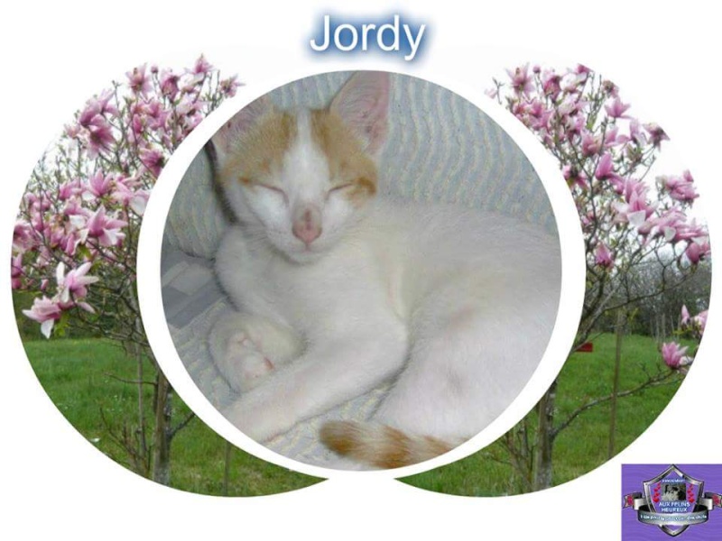 Nouvelles de l'association AUX FELINS HEUREUX Jordy10