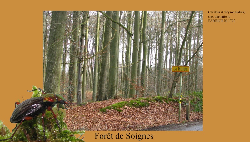 Forêt de Soignes 2_n10