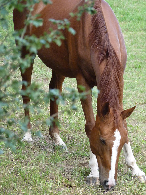 QUELCHIPY - SF née en 2004 - adoptée en septembre 2015 P1010411