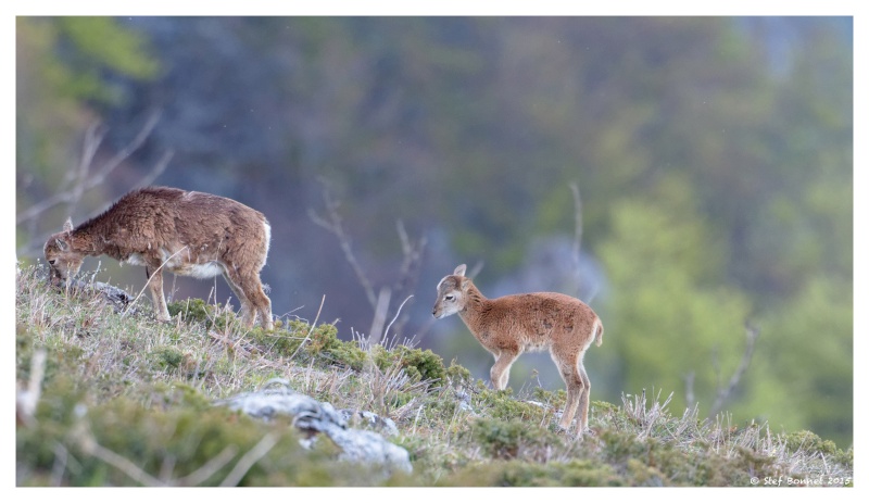 Balcons du Vercors - Chapitre 3 : mouflons et leurs cabris - Ajout 15/05 1e2a7313