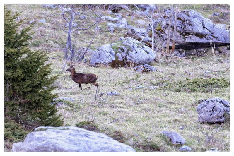 Balcons du Vercors - Chapitre 3 : mouflons et leurs cabris - Ajout 15/05 1e2a7516