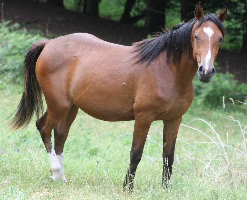 recherche poney  Chakir10