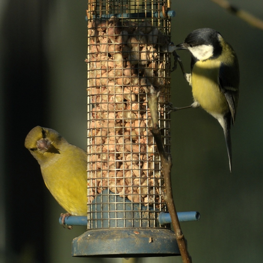 Verdier VS Mésange _dsc8510