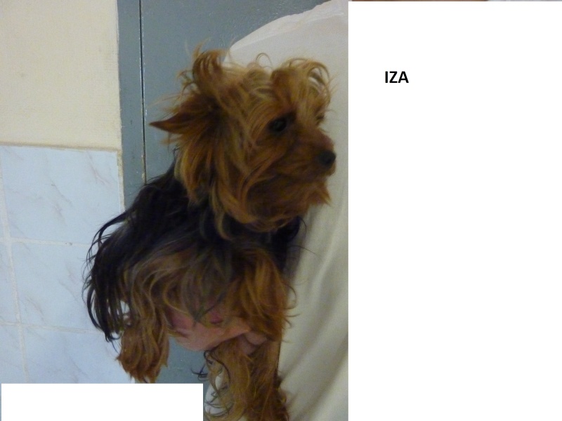 URGENCE 48 petits chiens à prendre en charge  - Page 2 Iza210
