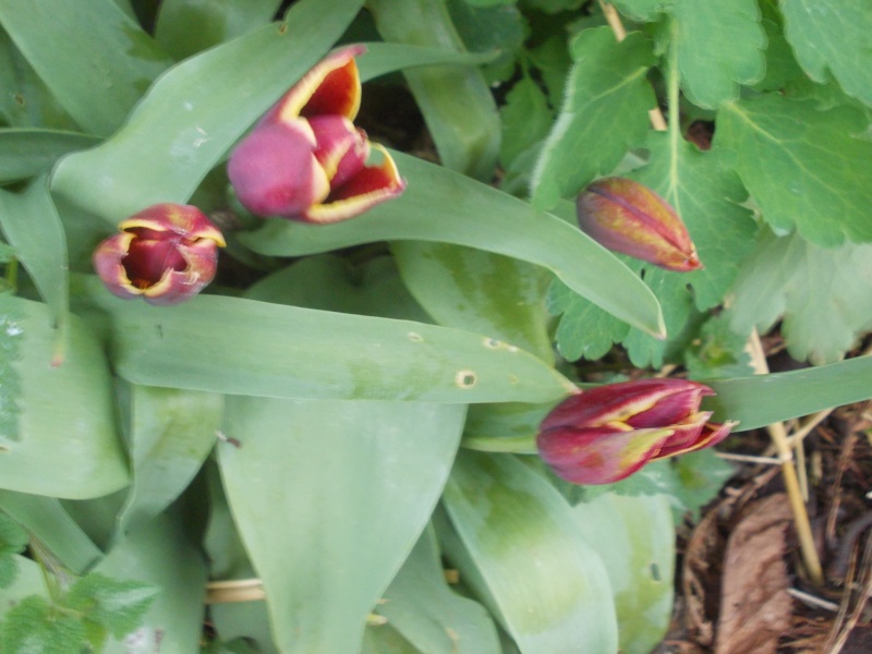 tulipes Dscn4233