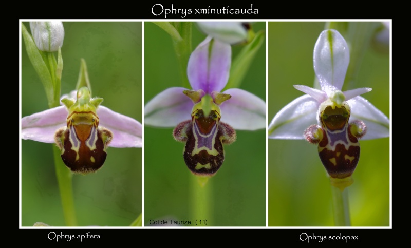 Ophrys apifera × scolopax (× minuticauda) 11_api10