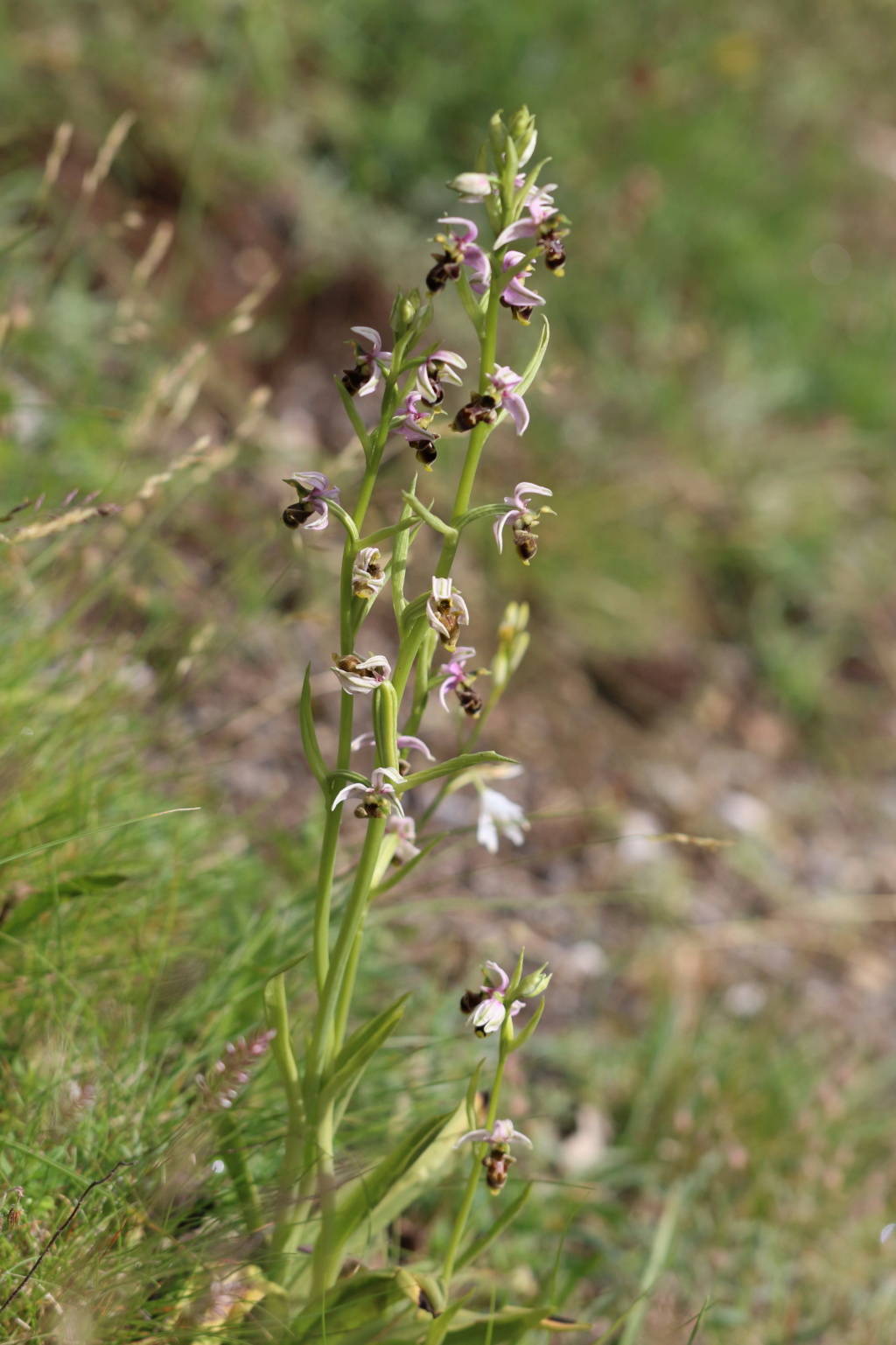 Ophrys scolopax montagnard Ophrys30