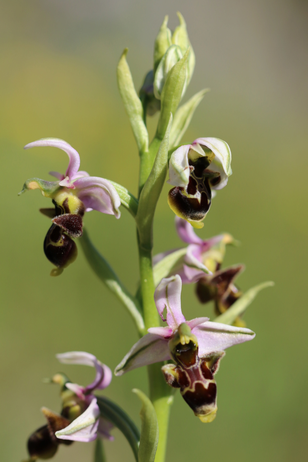 Ophrys scolopax montagnard Ophrys38