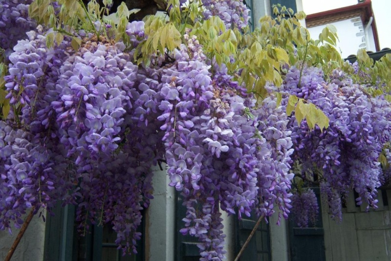 Glycine de Chine Glycin10