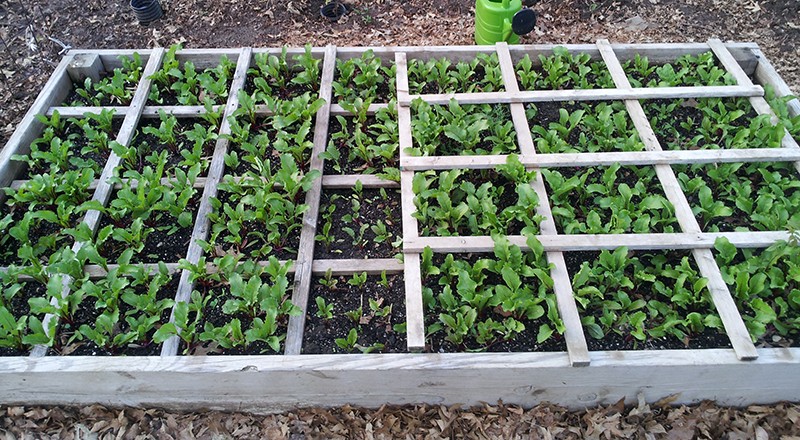 Garden Pics Beet_b10