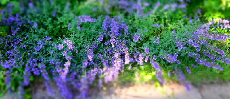 Garden Pics Catmin10