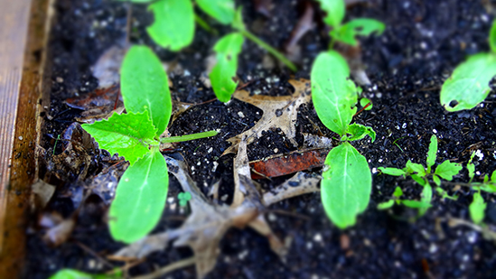 Garden Pics Cuke_s10