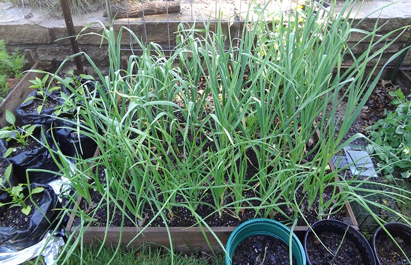 Garden Pics Garlic11