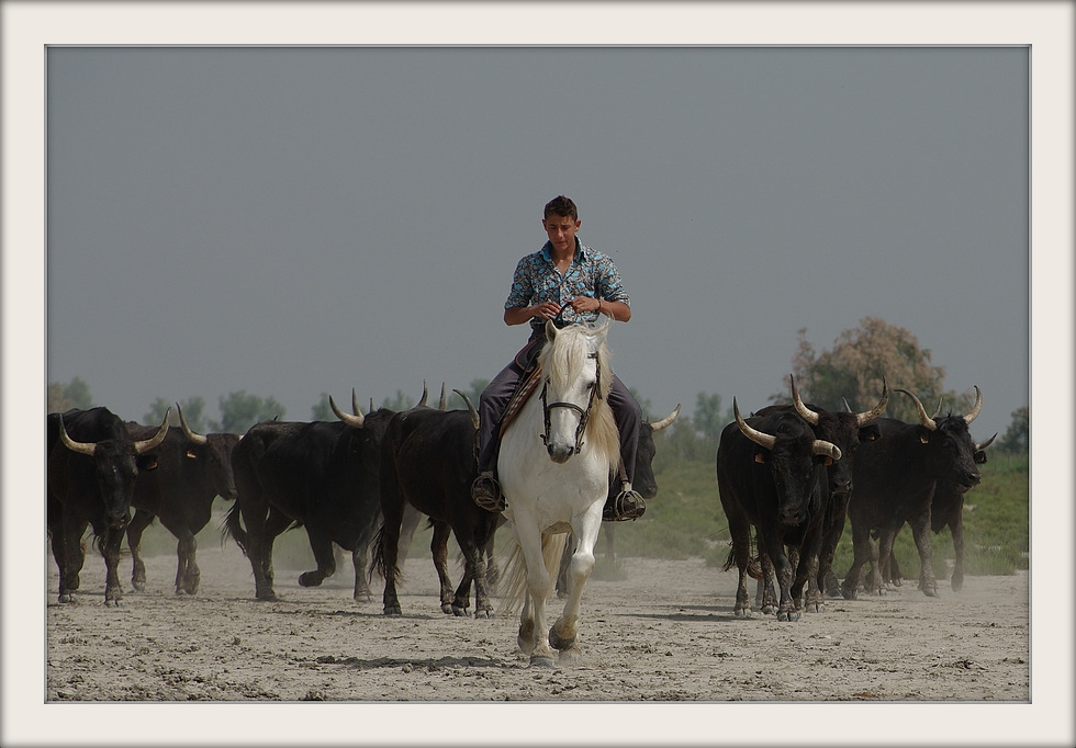 Ferrade en Camargue 1-02-h11