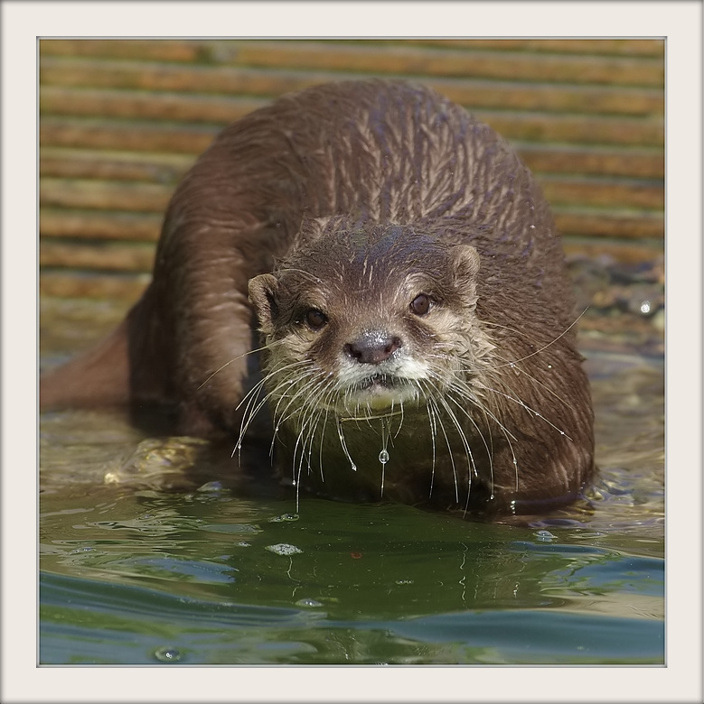 Visite au parc Pairi Daiza (Belgique) 1-1-hn41