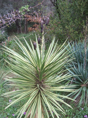 yucca aloifolia - Yucca aloifolia Dscf5411