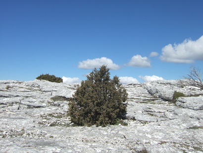 Massif de la Sainte-Baume (13 et 83)  Dscf5848