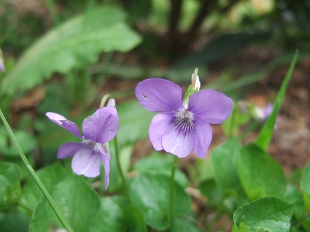 Viola reichenbachiana - violette des bois Dscf5941