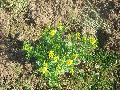 Barbarea vulgaris - barbarée commune Dscf6026