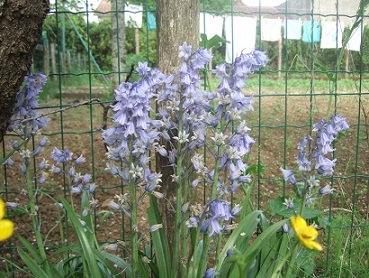 hyacinthoides - Hyacinthoides hispanica - jacinthe d'Espagne Dscf6043