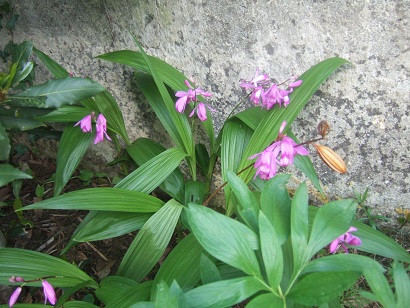 Bletilla striata - orchidée du Japon - Page 2 Dscf6128