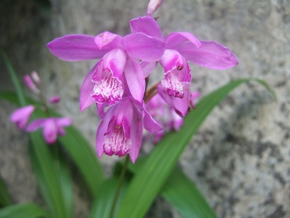 Bletilla striata - orchidée du Japon - Page 2 Dscf6129