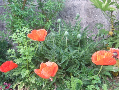 Papaver orientale - pavot d'Orient - Page 4 Dscf6436