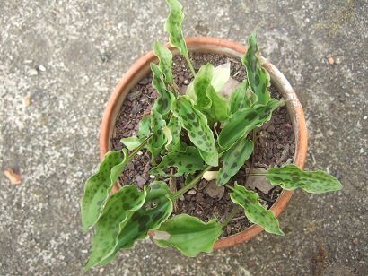 Drimiopsis maculata (= Ledebouria petiolata) Dscf6440