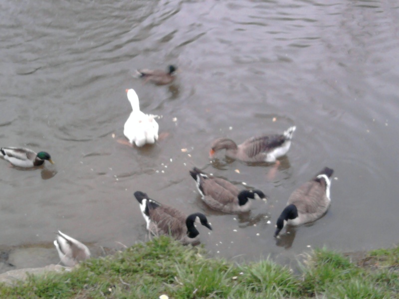 La Bassée : Petit déjeuner pour les canards de Barbarie, les pigeons et l'oie blanche ..... Photo012