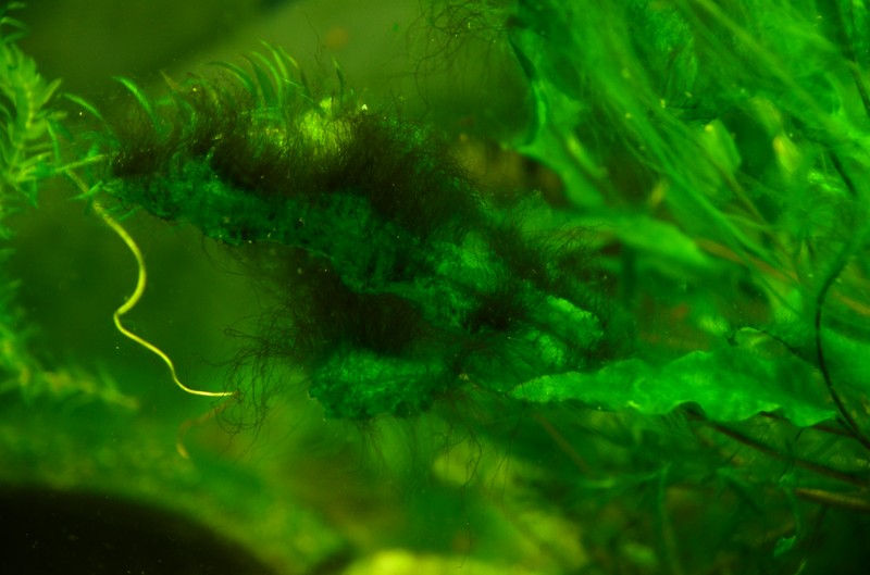 Erradication algues filamenteuses Dsc_9913