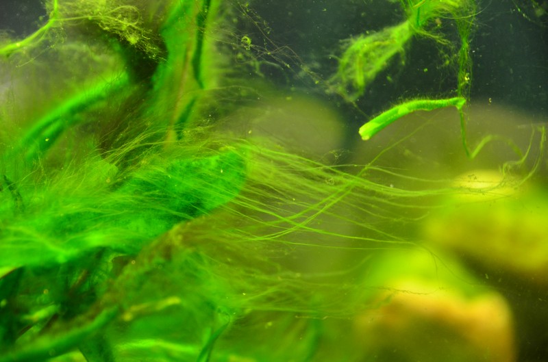 Erradication algues filamenteuses Dsc_9914
