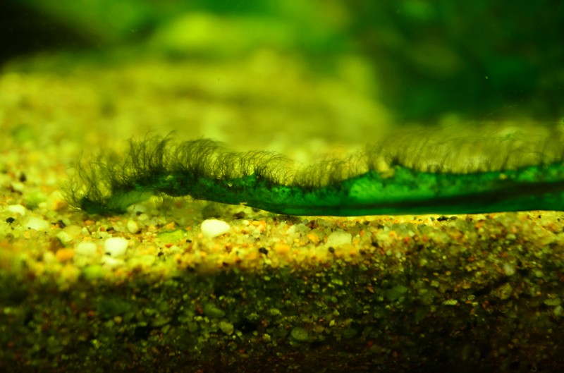 Erradication algues filamenteuses Dsc_9918