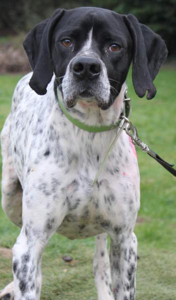 HECTOR  Pointer  3 ans   -   SPA DE  CHAMARANDE  (91) Animau16