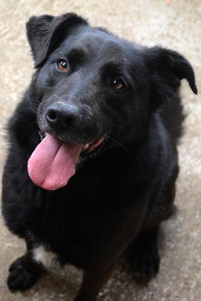 BABOUCHE  croisé Labrador/Berger  9 ans  -  SPA DE  PLOUHINEC  (29) Babouc11