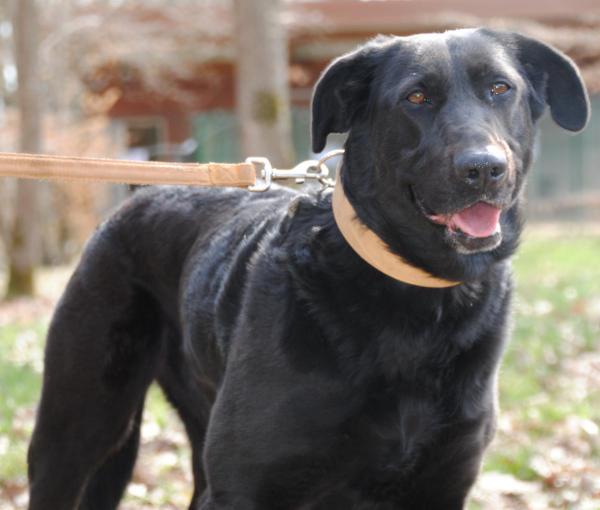 DOUDOUNE  croisée Labrador  7 ans   -   SPA  DE  BRUGHEAS  (03) Doudou11