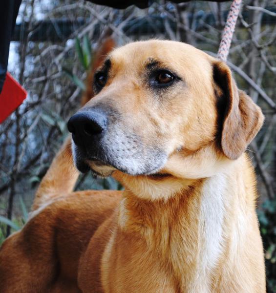 BOUCAN  croisé Labrador/Berger  4 ans   - de Vallerargues (30) - spa Hermeray (78) Dsc_0310