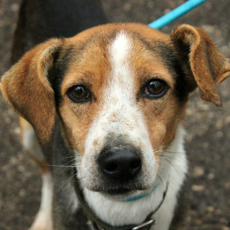 HERMIONE croisée Beagle  3 ans  -  SPA DE L' ANGOUMOIS A MORNAC  (16) Hermio10