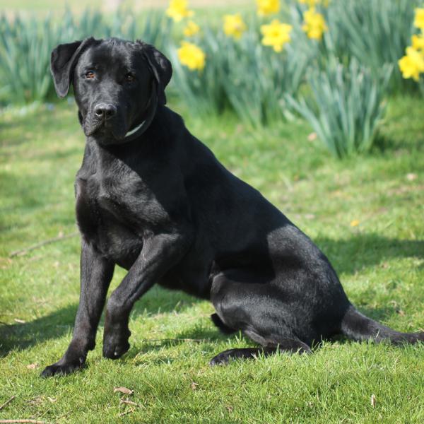 HODY  croisé Labrador  3 ans   -   SPA DE  GENNEVILLIERS  (92) Hody_411