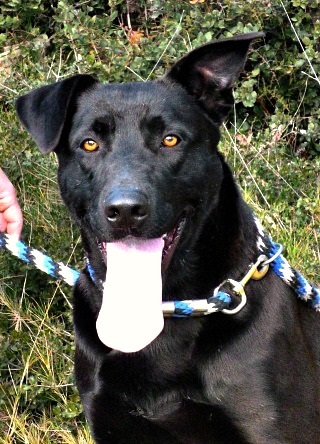 ILIKO  croisé Labrador  noir 2 ans   -   SPA  SALON DE PROVENCE  (13) Illico10