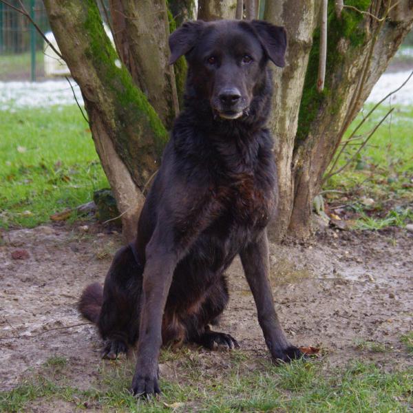 SHADY  croisé Labrador noir 11 ans   -    SPA DE  PLAISIR  (78) Imgp8414