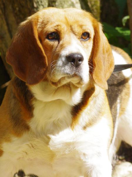 EMERAUDE  Beagle  6 ans    -    SPA DE  PLAISIR  (78) Imgp8813