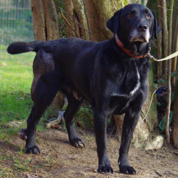 ESCROC  Labrador  9 ans    -    SPA DE  PLAISIR  (78) Imgp9112