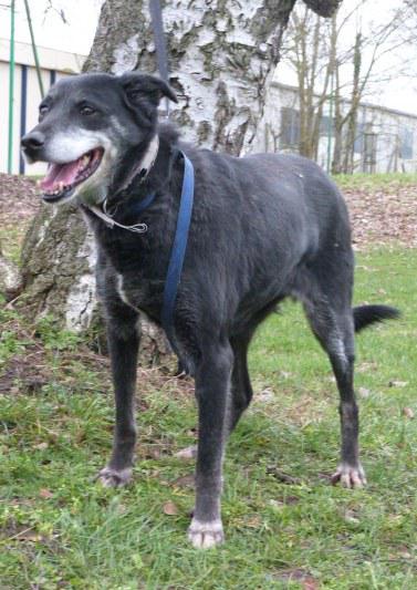 LOULOUTE  croisée Labrador/Berger  12 ans  -  SPA DE  COMPIEGNE  (60) Loulou11