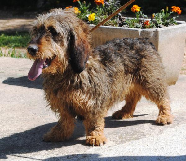 LYMBE  croisée Teckel/Basset  6 ans   -   SPA DE  VALLERARGUES  (30) Lymbe_11