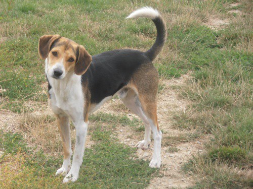 GANGSTA  croisé Beagle  4 ans   -   SPA DE CHATEAU  D'OLONNE (85) P8050010