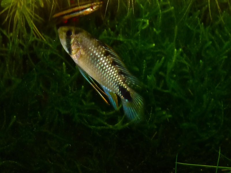 Apistogramma Rositae LOW TEC P1000821