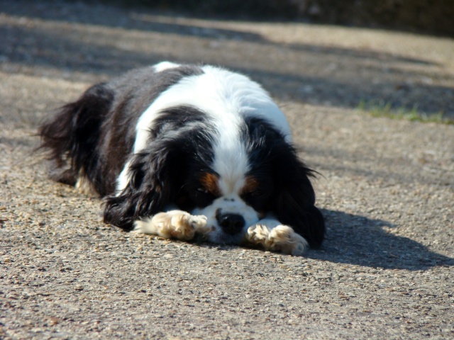 FIRST LADY (Cavalier King Charles) 073_co10