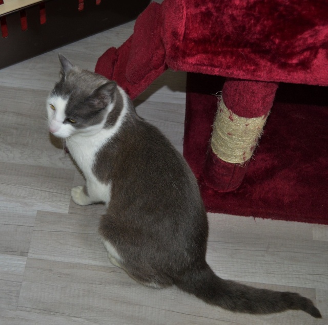 JACKPOT, chat européen gris et blanc, né en avril 2014 Dsc_0012