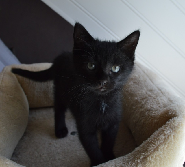 LILLY, chatonne noire née le 20/03/2015 Dsc_0055