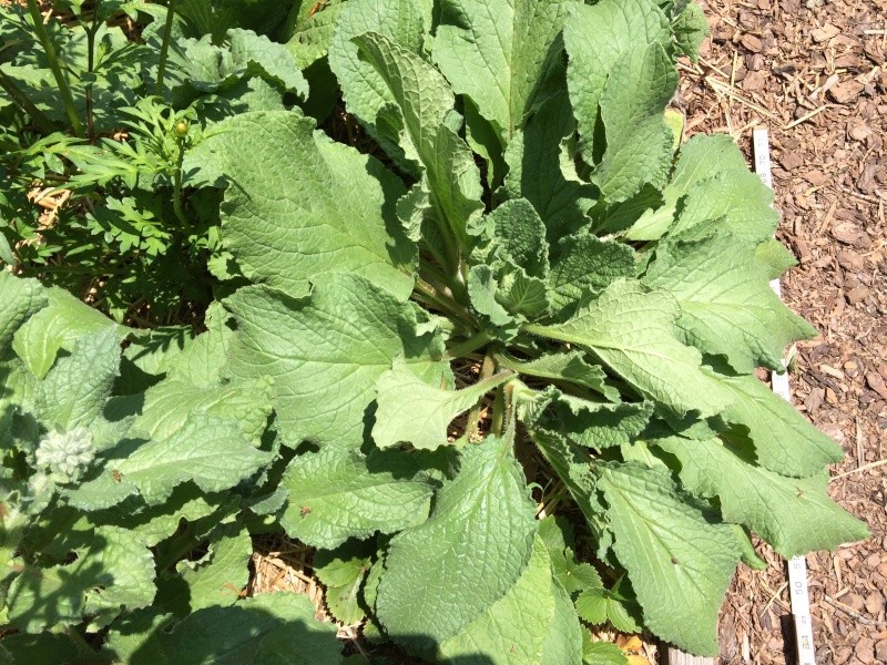 2015 SFG in Brooks, Ga - Page 3 Borage11